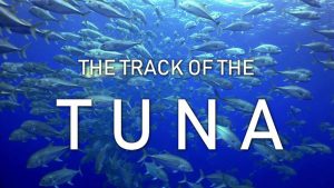 The Track of the Tuna