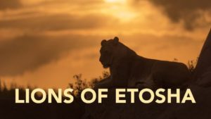 Lions of Etosha
