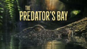 The Predator’s Bay