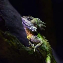 Profile picture of Oblon