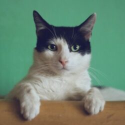 Profile picture of Bellydrop